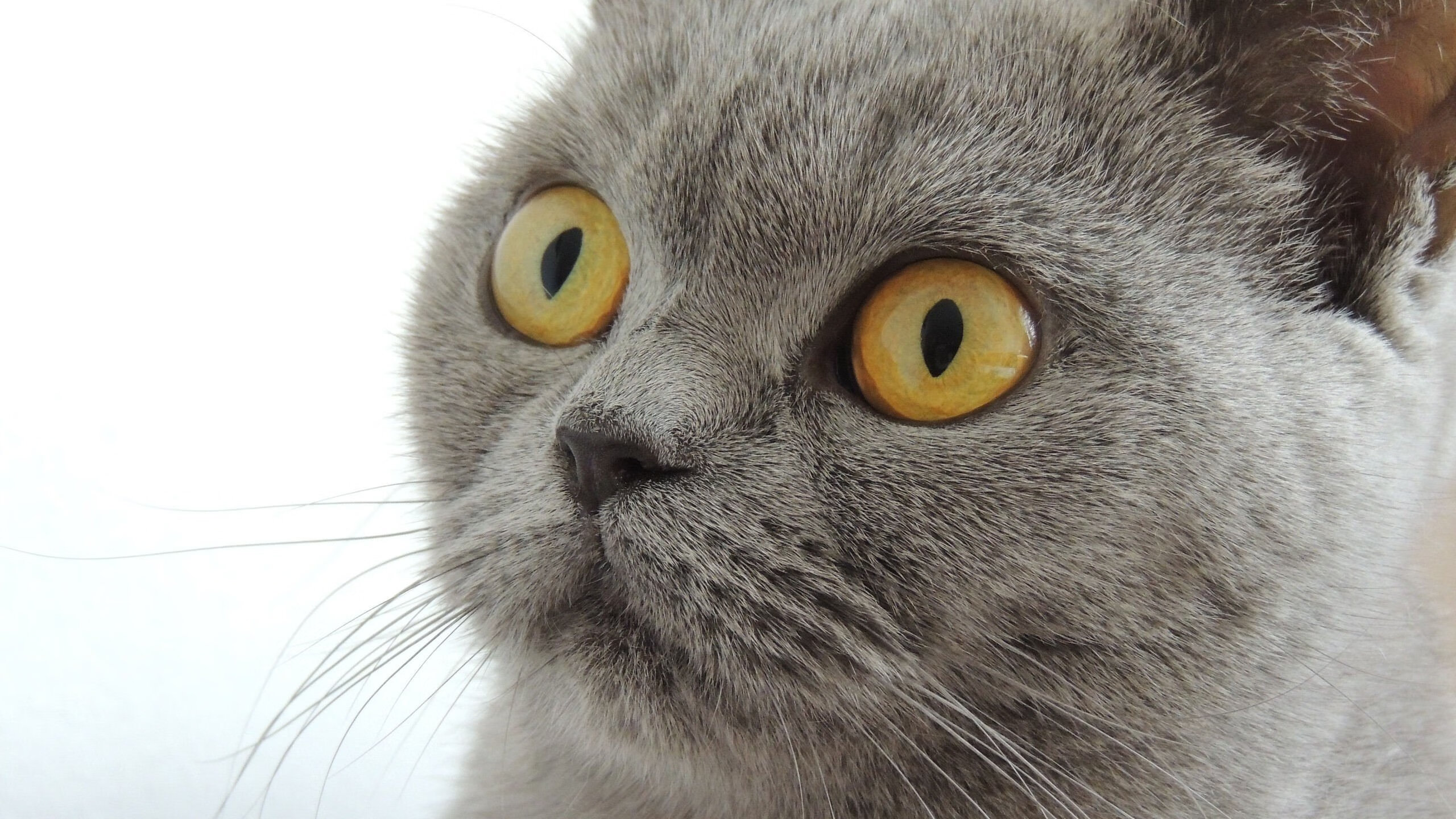 新援塔图姆统治全场,黄蜂力克步行者激战步行者