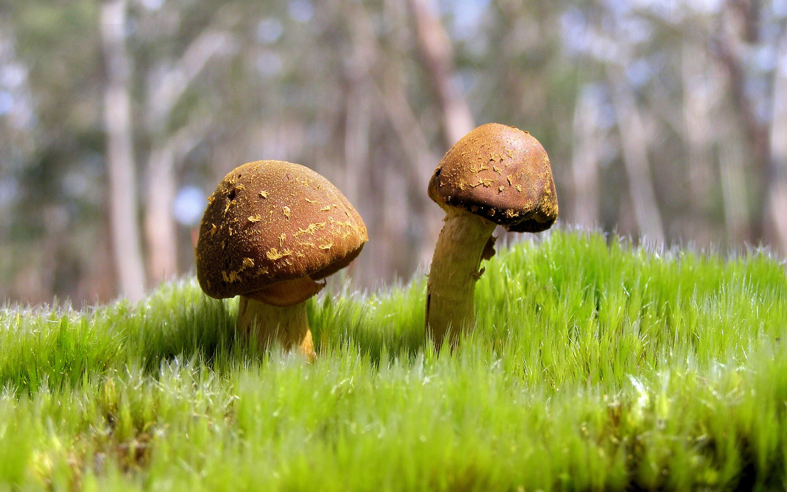 AC米兰连击智利显霸气,奥利维耶节奏掌控定胜局