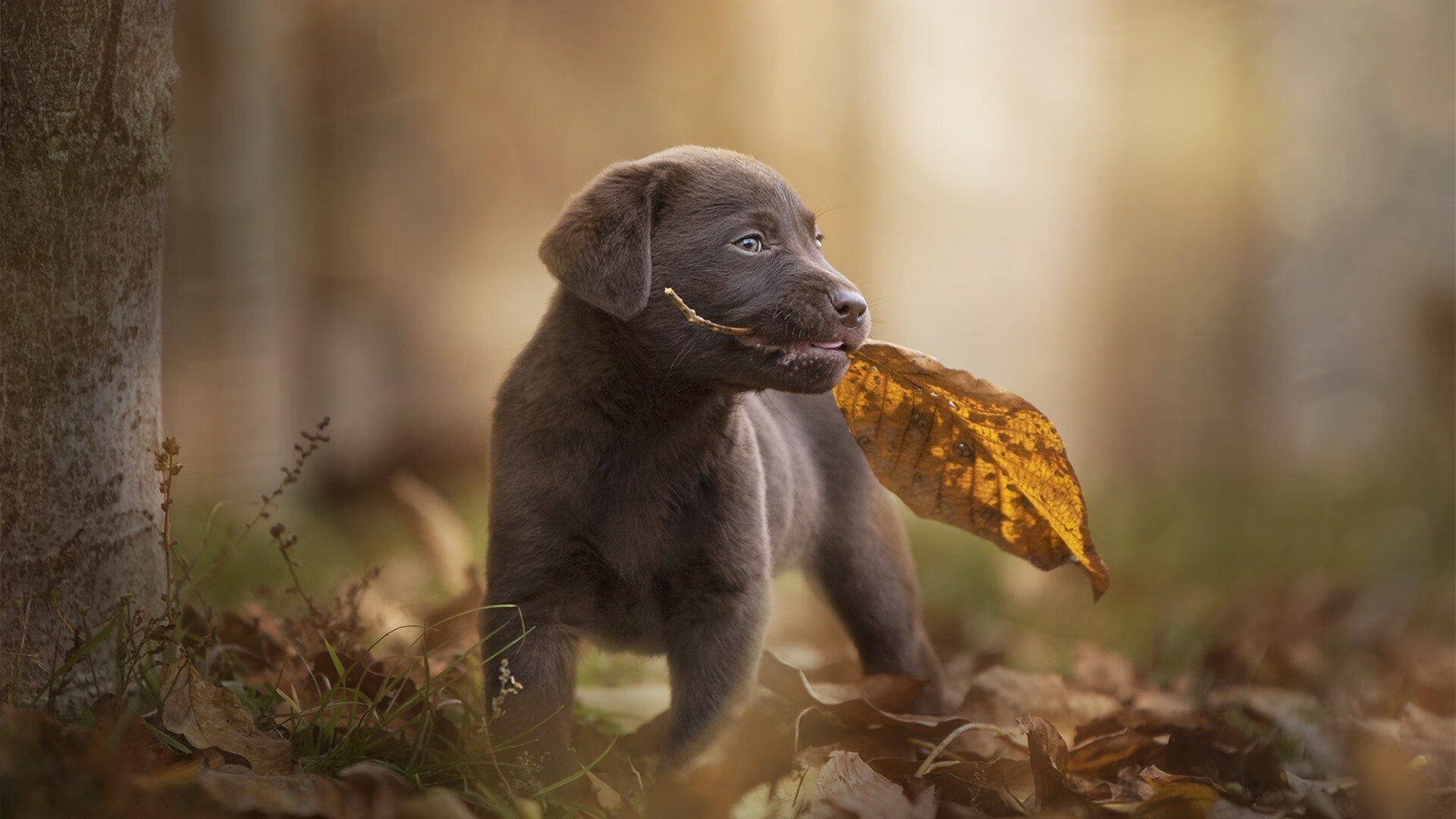 沉默射手的终章，克莱·汤普森如何用压制级表现让热火哑火