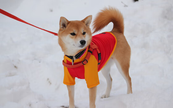 东决关键战之夜,东契奇点燃赛场,独行侠杀入总决赛的辉煌时刻