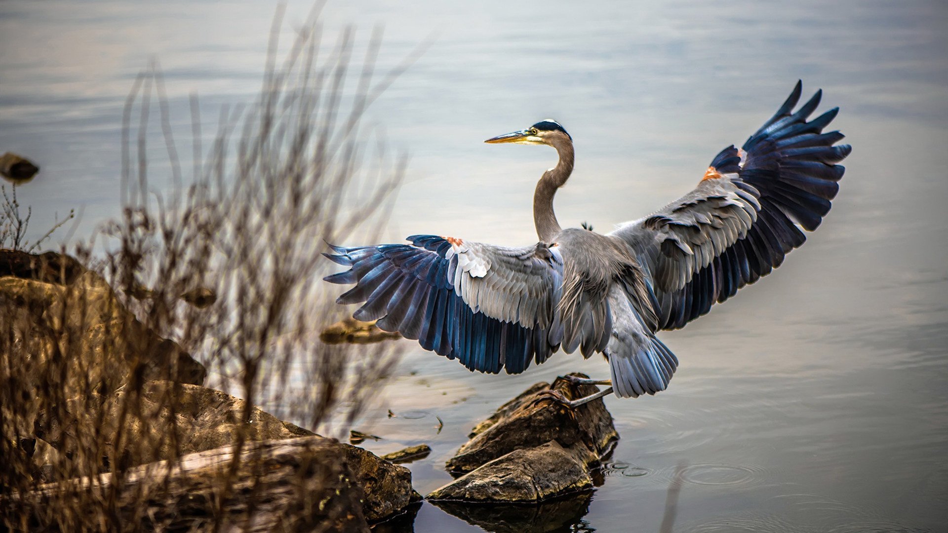 年度焦点之战之夜，巴斯托尼生涯之夜铸就传奇