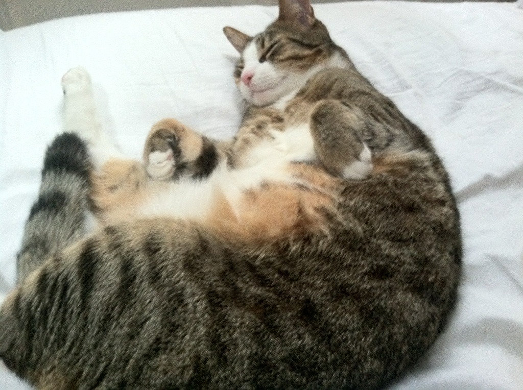 东契奇封神之战，骑士鏖战猛龙，独行侠王牌统治关键时刻