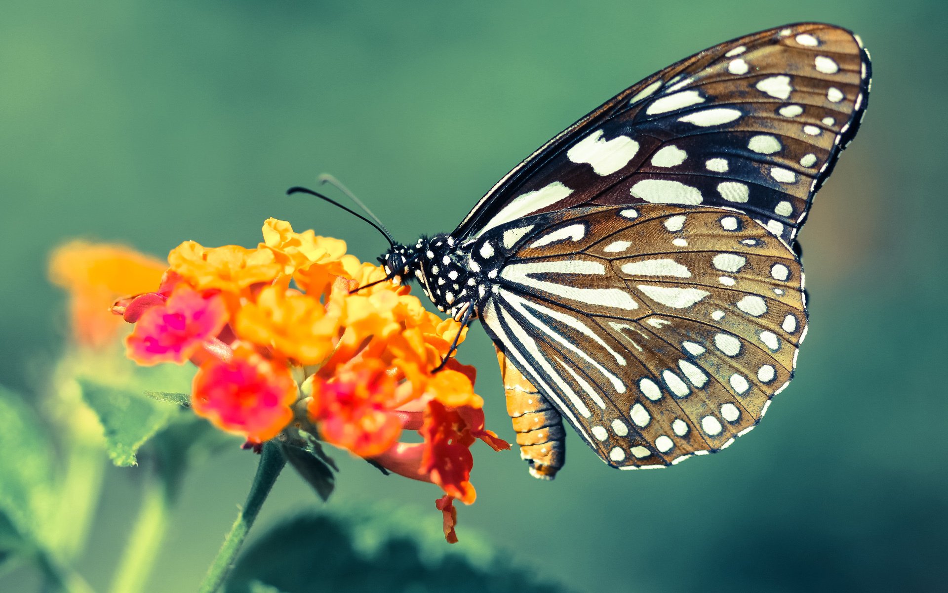 新王当立!小贾伦一人凿穿绿军铁壁,爵士新核宣告时代更迭