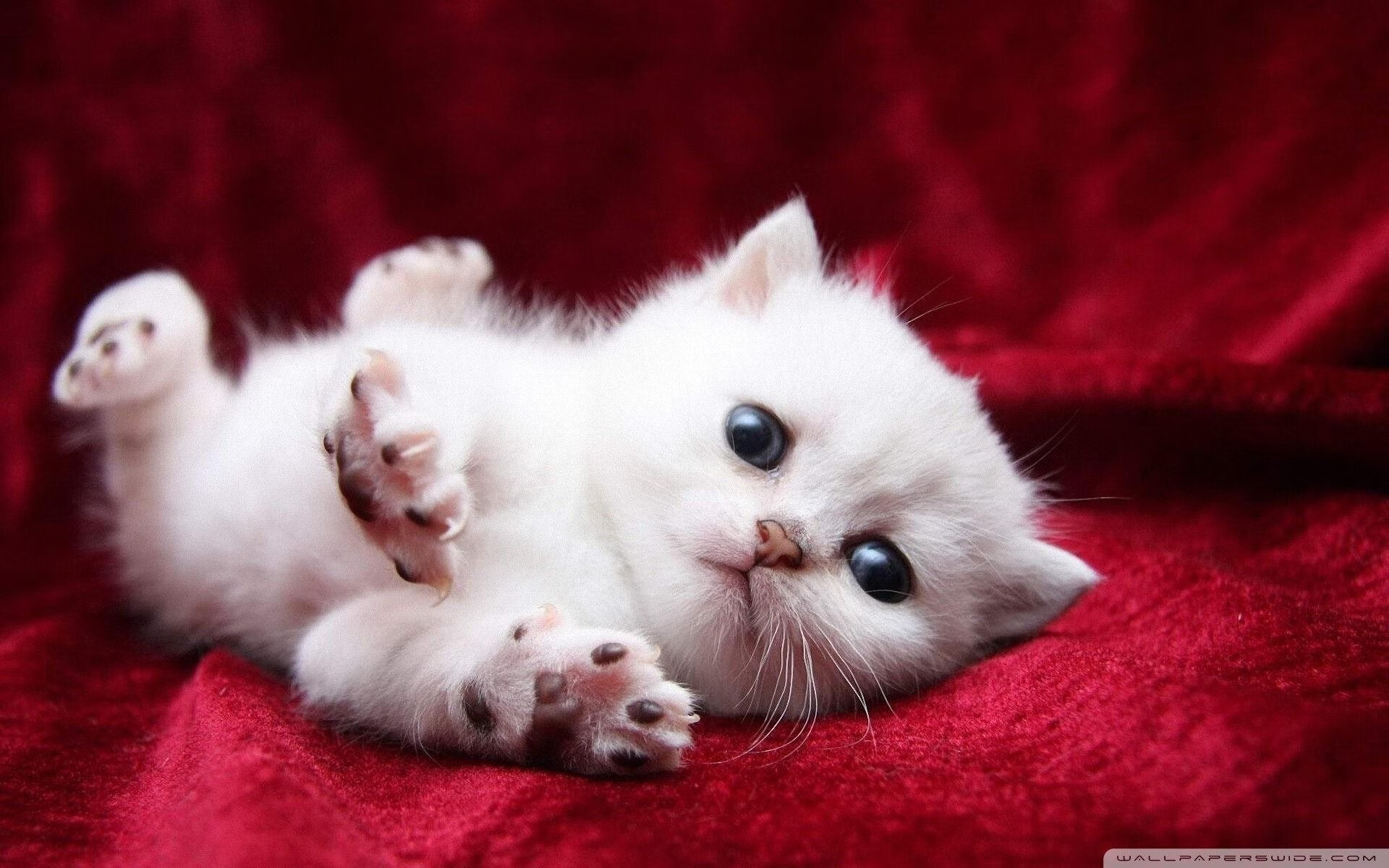 迪巴拉加时制胜献绝杀，摩洛哥鏖战埃及夺胜利