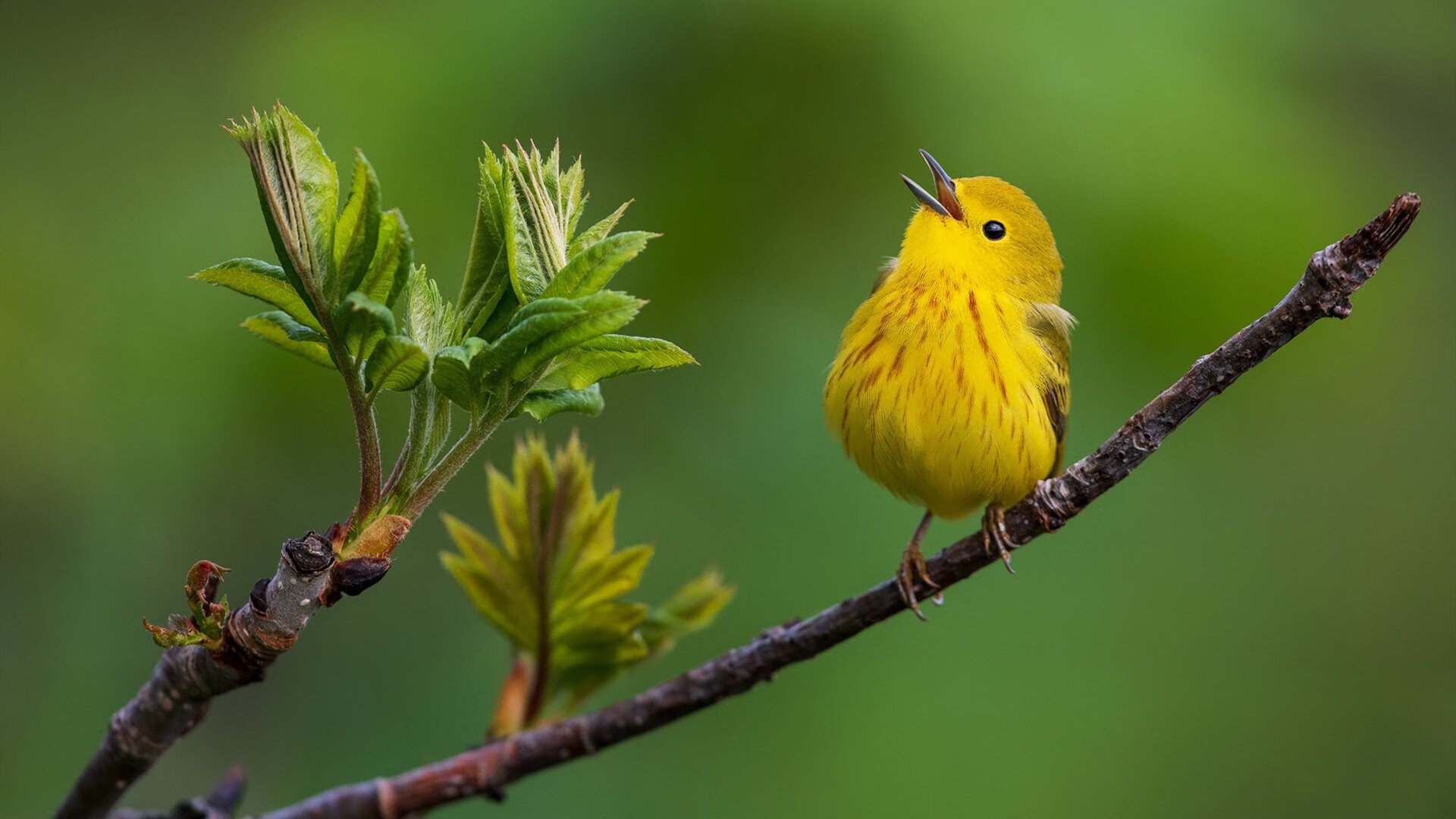 库里箭如雨下，广厦主场力克吉林