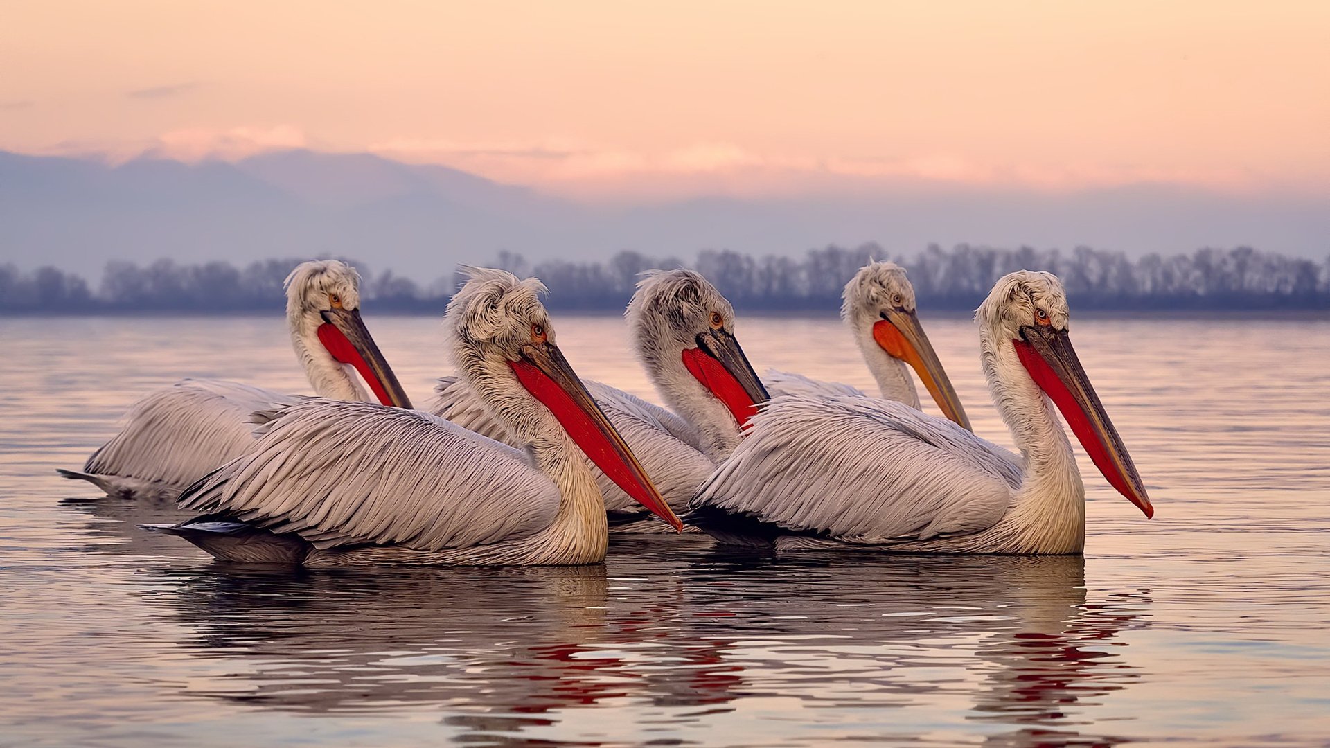 铁网与禁区，2026世界杯之夜，跨界的王