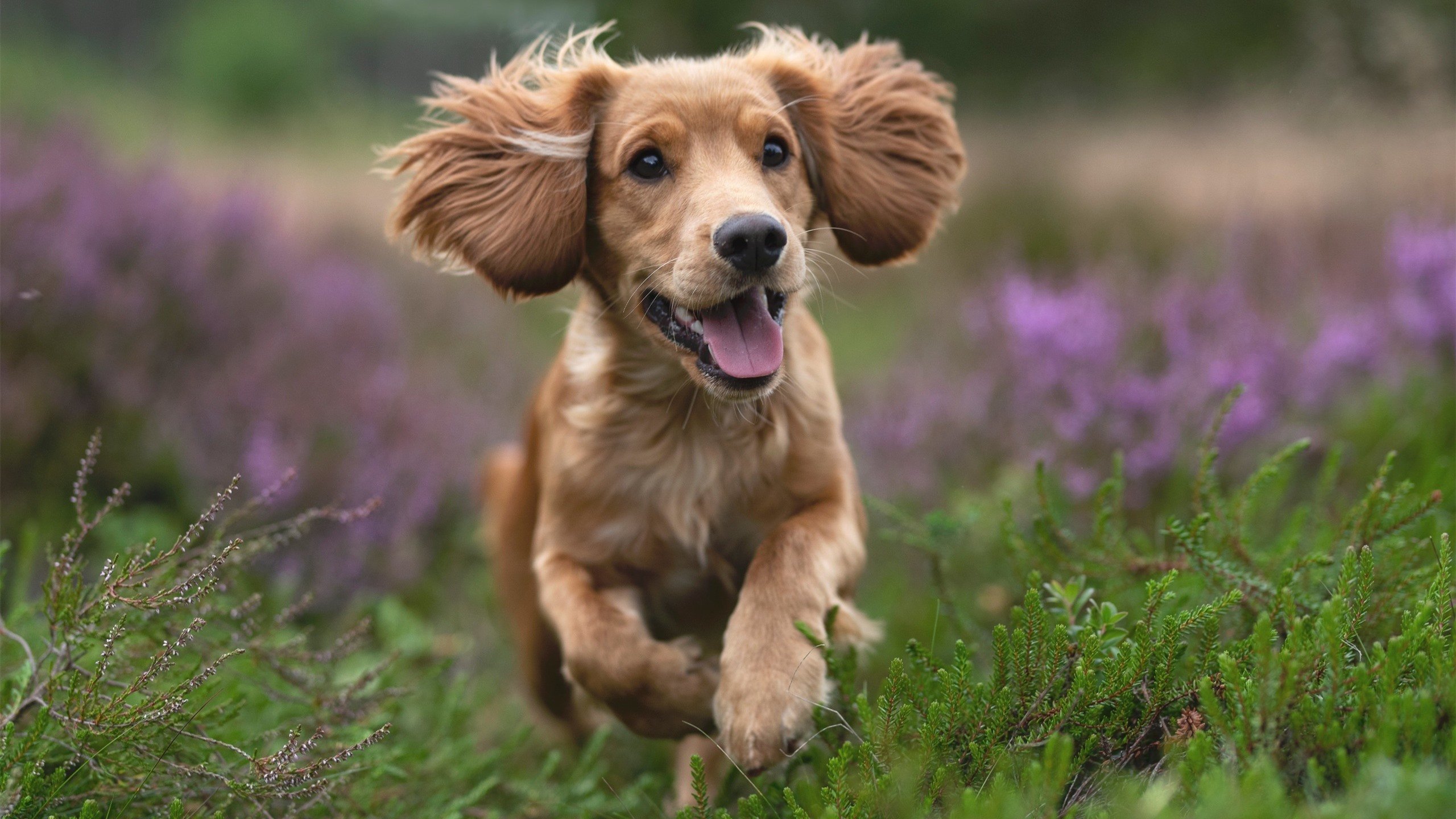 德比夜，英格拉姆是燃尽黑暗的那颗星